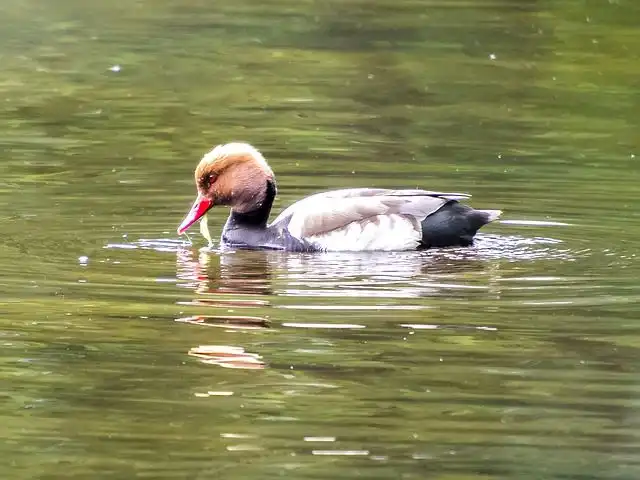 Piston rüya görseli